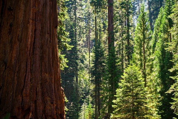 Quels sont les meilleurs sentiers pour une randonnée à travers les forêts de séquoias en Californie, USA?